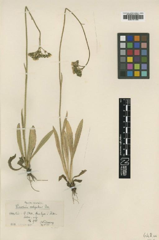 Hieracium cymosum subsp. uplandiae Nägeli & Peter - BM001047808