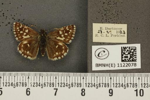 Pyrgus malvae (Linnaeus, 1758) - BMNHE_1122078_76905