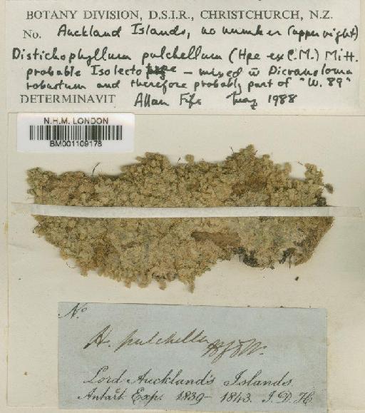 Distichophyllum pulchellum (Hampe) Mitt. - BM001109178