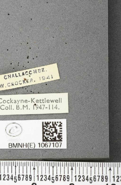 Lasiommata megera ab. decorata Caruel, 1948 - BMNHE_1067107_label_31489