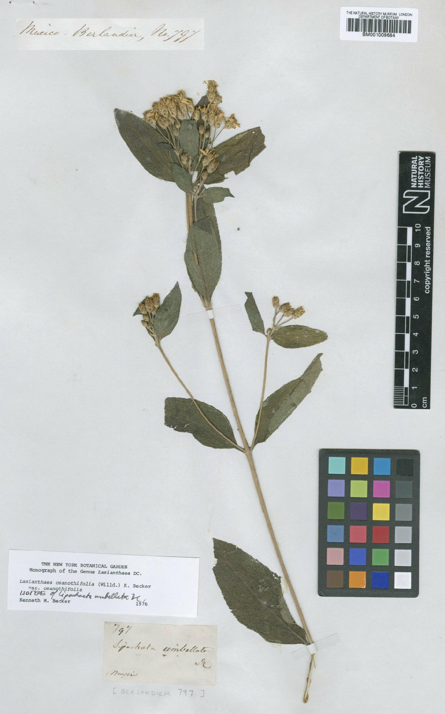 To NHMUK collection (Lasianthaea ceanothifolia var. ceanothifolia (Willd.) K.M.Becker; Isotype; NHMUK:ecatalogue:619187)