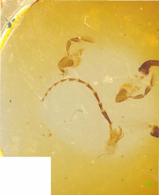 Paederinae Fleming, 1821 - 010188853___2