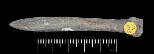 Simpsonibelus expansus (Simpson) - PI CC 1555 - belemnite