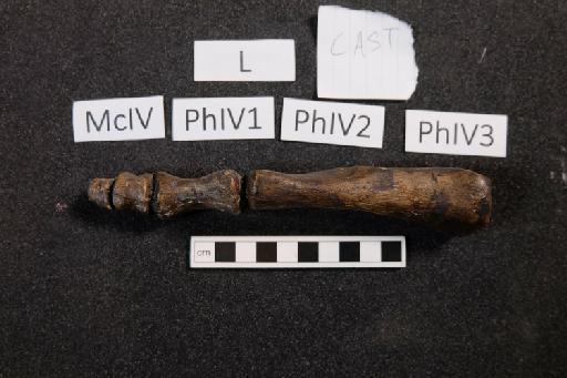 Mantellisaurus atherfieldensis (Hooley, 1925) - R5764-Mantellisaurus_R5764_Left_Digit4_Cast-1