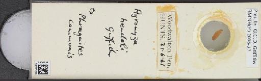 Agromyza hendeli Griffiths, 1963 - BMNHE_1504114_59236