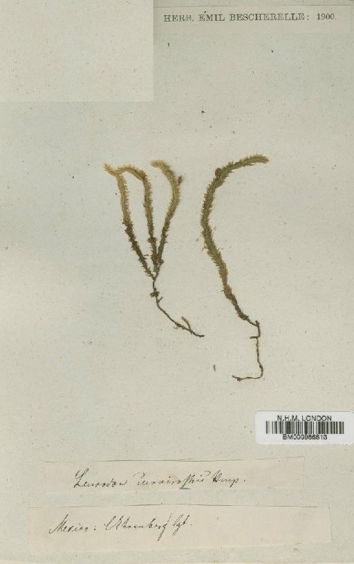 Leucodon curvirostris Hampe - BM000986613