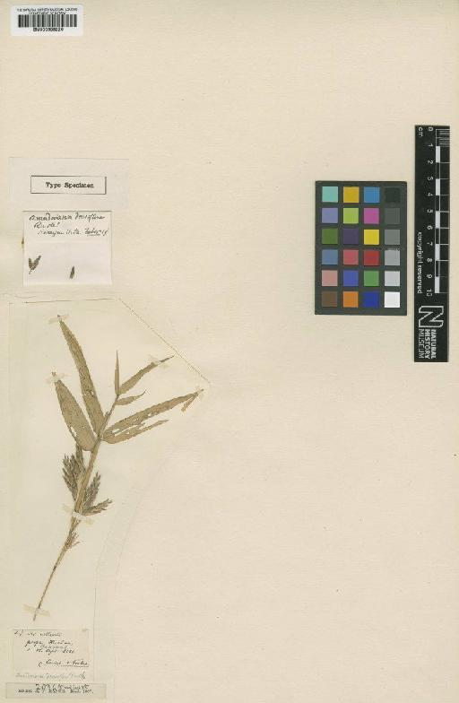 Brachystachyum densiflorum (Rendle) Keng - BM000959226