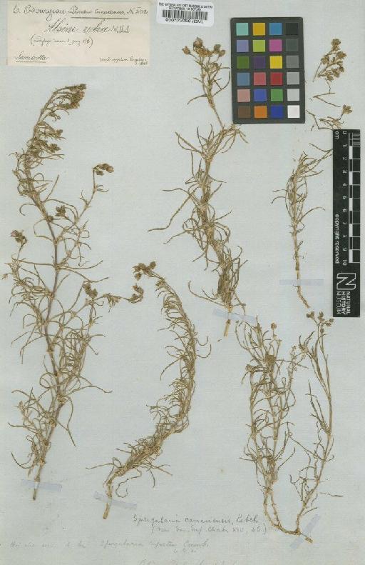 Spergularia fimbriata Boiss. & Reut. - BM000522056