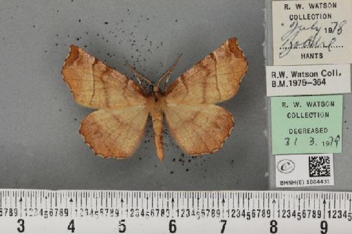 Selenia dentaria (Fabricius, 1775) - BMNHE_1884431_444783