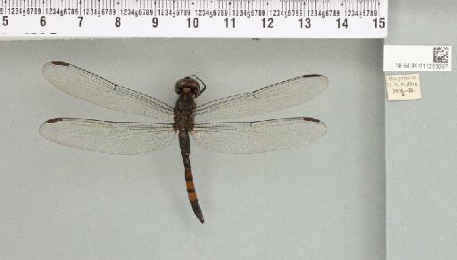 Agrionoptera sexlineata Selys, 1879 - 011253007_93068_1252883_2