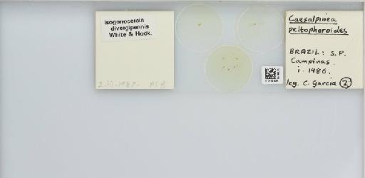 Isogonoceraia divergipennis White & Hodkinson, 1980 - 013482938_117198_1146273_157792_NonType_result