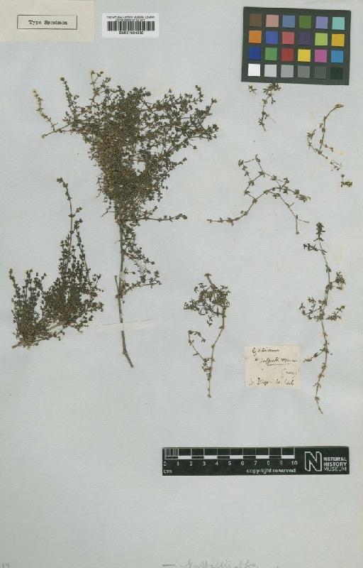 Galium nuttallii A.Gray - BM001024836