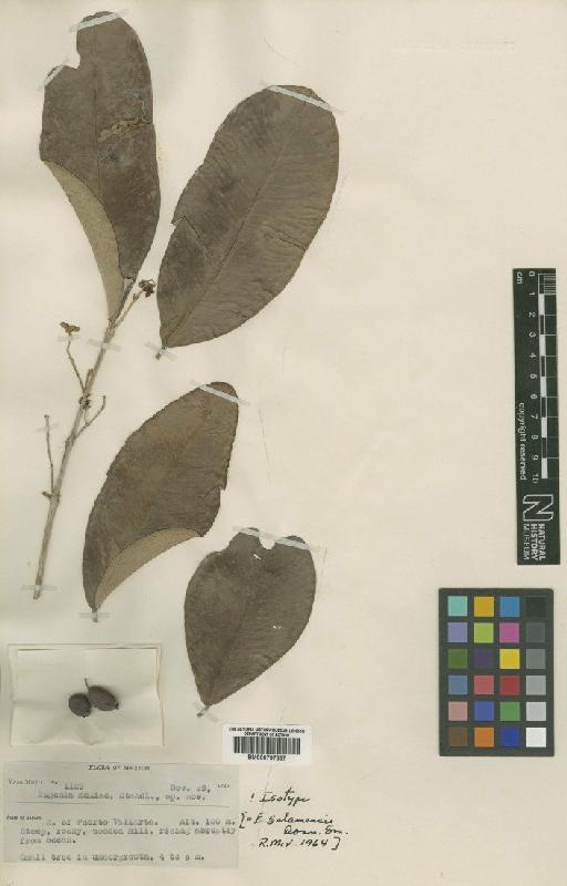 Eugenia salamensis Donn.Sm. - BM000797867