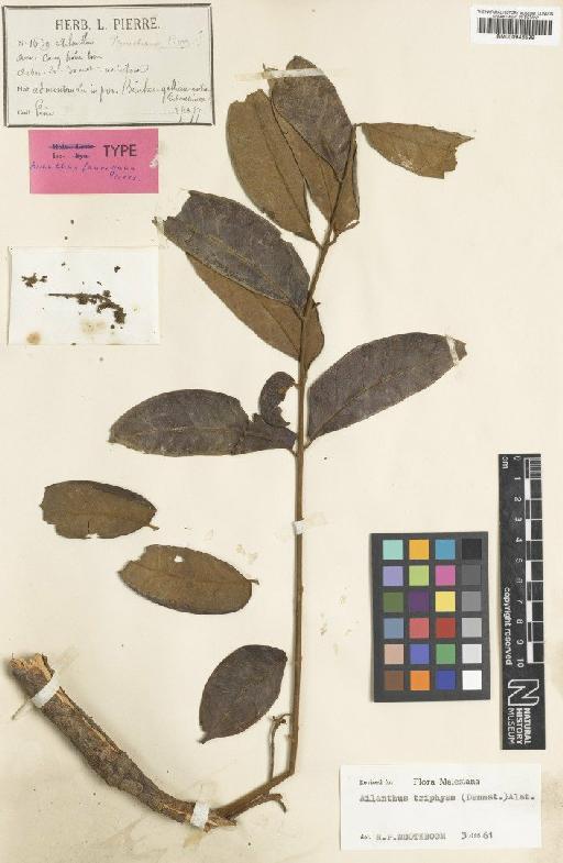 Ailanthus triphysa (Dennst) Alston - BM000946599