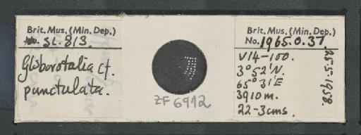 Globorotalia punctulata (d'Orb.) - ZF6912.jpg