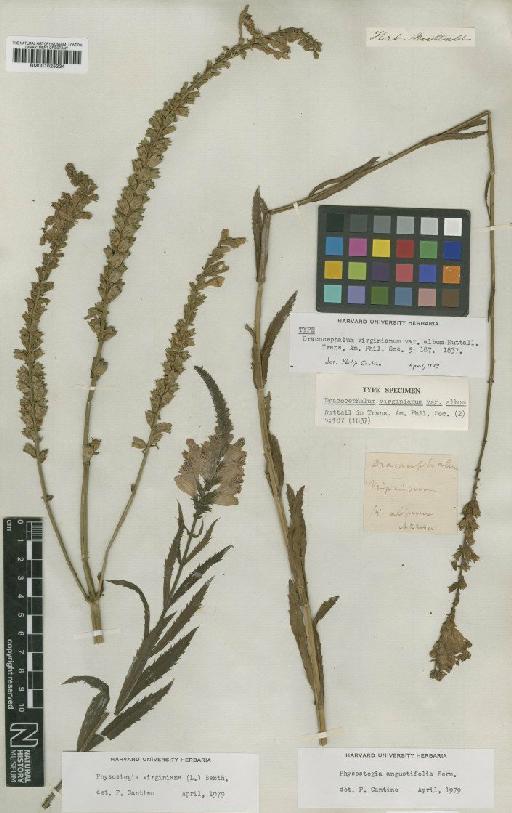 Physostegia virginiana (L.) Benth. - BM001025234