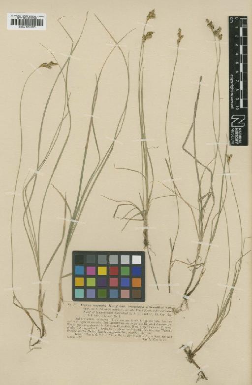 Carex praecox Schreb. - BM001067006