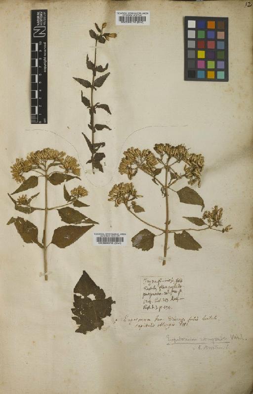 Eupatorium heteroclinium Griseb. - BM000589016