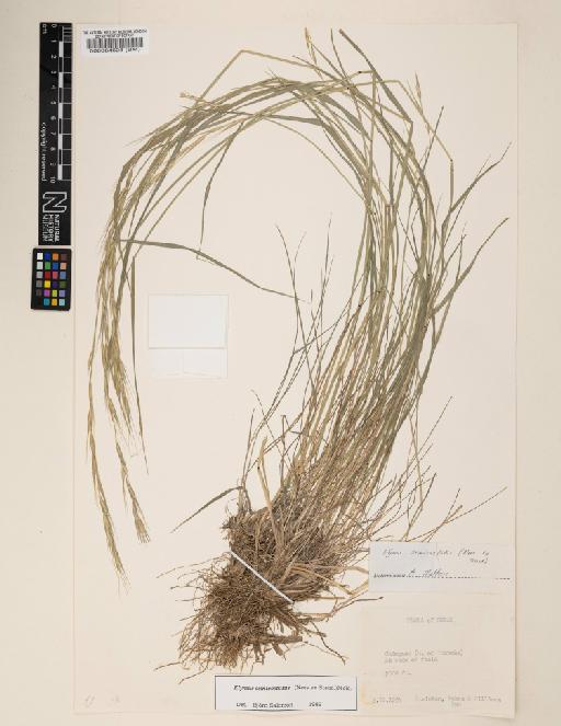 Elymus semicostatus (Steud.) Melderis - 000064628