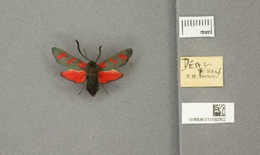 Zygaena (Zygaena) filipendulae stephensi Dupont, 1900 - 015192952_775459_1085133