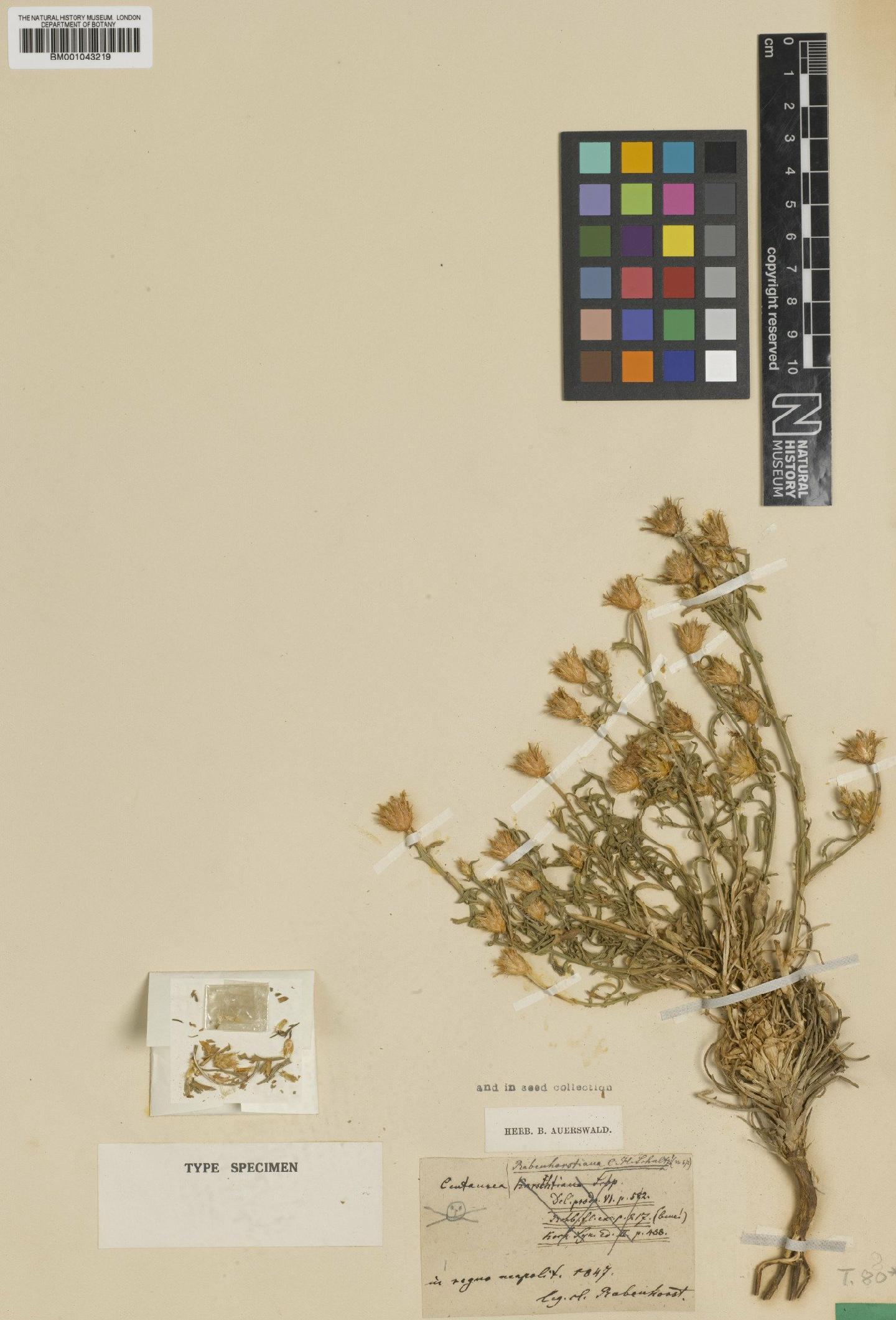 To NHMUK collection (Centaurea spinosociliata subsp. cristata (Bartl.) Dostal; Type; NHMUK:ecatalogue:1988025)