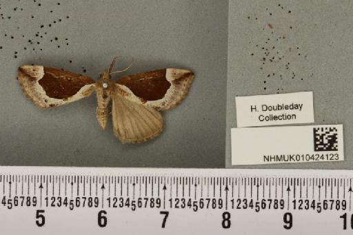 Hypena crassalis (Fabricius, 1787) - NHMUK_010424123_537406