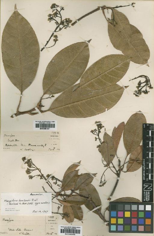 Mangiifera havilandii Ridl. - BM000884801