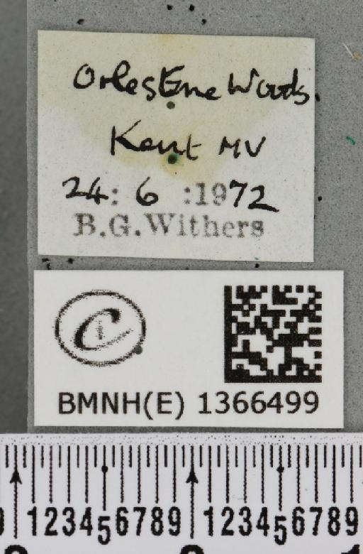 Phymatopus hecta (Linnaeus, 1758) - BMNHE_1366499_label_186769