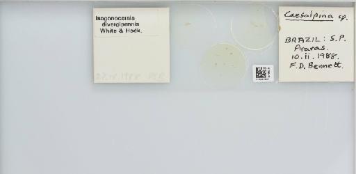 Isogonoceraia divergipennis White & Hodkinson, 1980 - 013482983_117198_1146273_157792_NonType_result