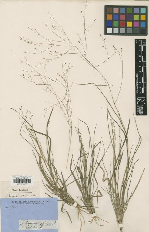 Panicum effusum R.Br. - BM000795751