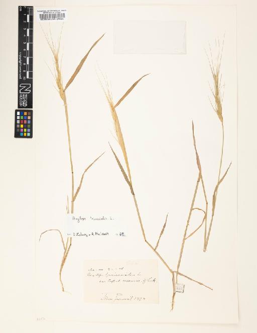 Aegilops triuncialis L. - 000086396