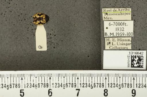 Calligrapha (Polyspila) multiguttata Stål, 1859 - BMNHE_1316842_15922