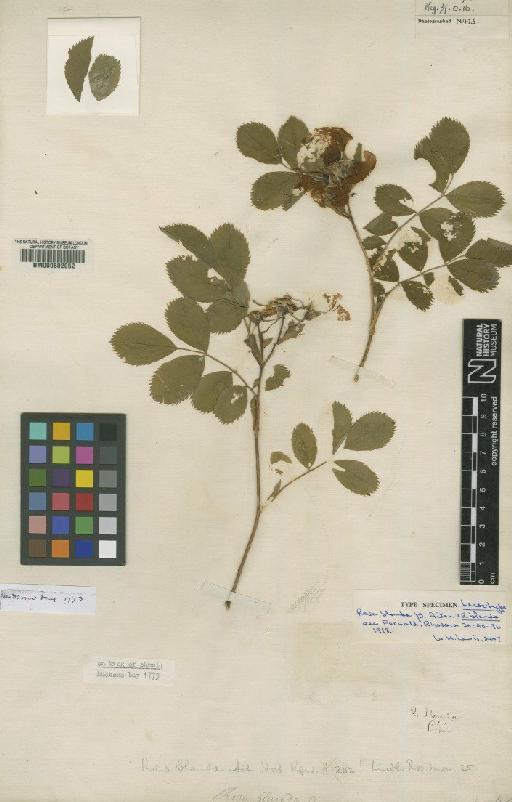 Rosa blanda Aiton - BM000602052