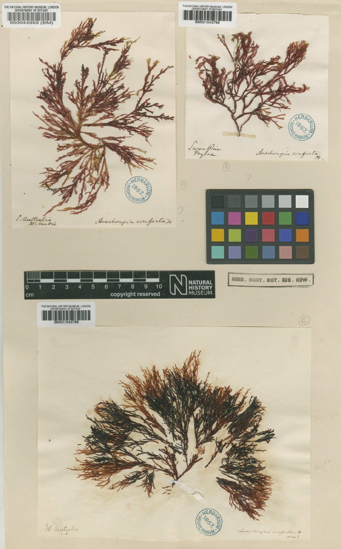 To NHMUK collection (Stenocladia australis (Sond.) P.C.Silva; Syntype; NHMUK:ecatalogue:2387682)