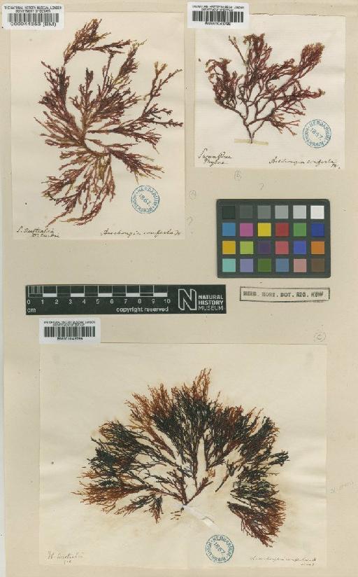 Stenocladia australis (Sond.) P.C.Silva - BM000044353
