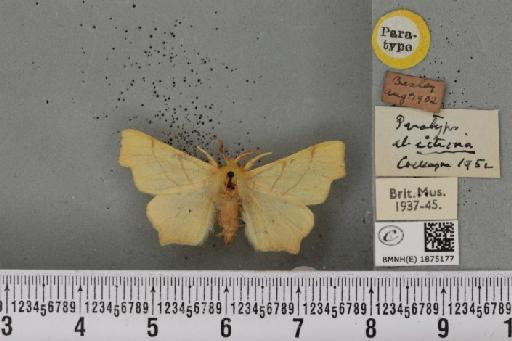 Ennomos erosaria ab. citrina Cockayne, 1952 - BMNHE_1875177_443153