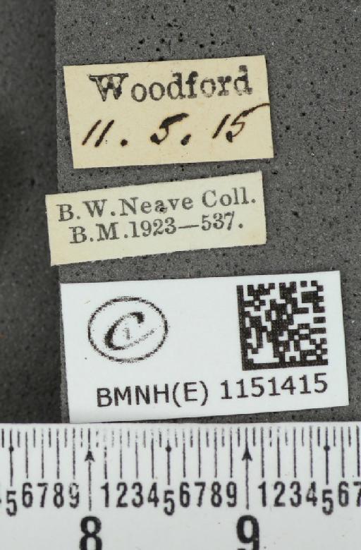 Celastrina argiolus britanna (Verity, 1919) - BMNHE_1151415_label_128127