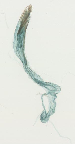 Ectropidia Warren, 1895 - Ectropidia sp 12420 aedeagus
