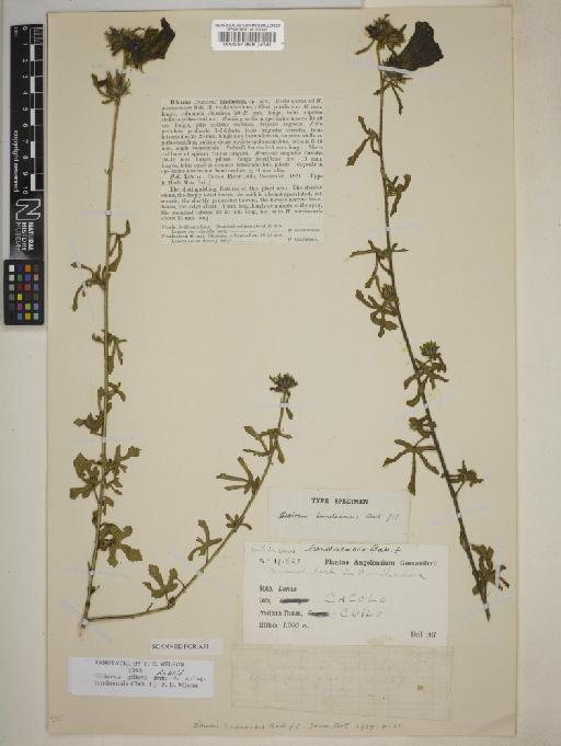 Hibiscus gilletii subsp. lundaensis (Baker f.) Wilson - 000554368