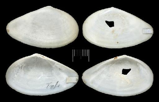 Tellina layardi subterclass Euheterodonta Deshayes, 1855 - 20140652
