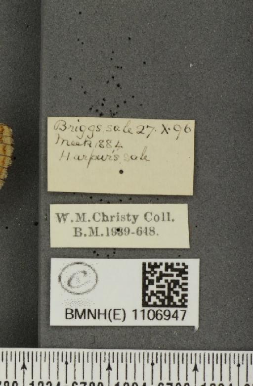 Euphydryas aurinia ab. virgata Tutt, 1896 - BMNHE_1106947_label_19046