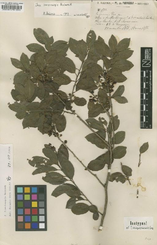 Ilex brevicuspis Reissek - BM000087973