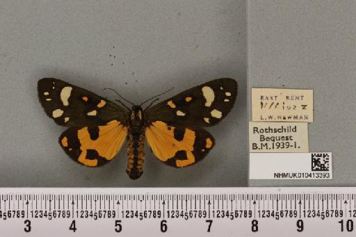 Callimorpha dominula (Linnaeus, 1758) - NHMUK_010413393_523401