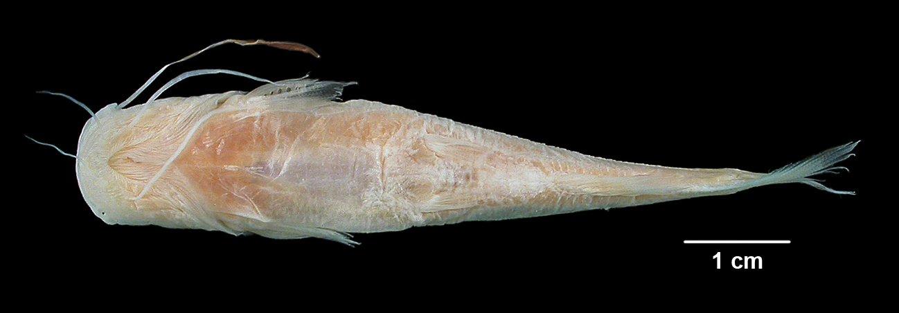 To NHMUK collection (Phyllonemus typus Boulenger, 1906; HOLOTYPE; NHMUK:ecatalogue:3128106)