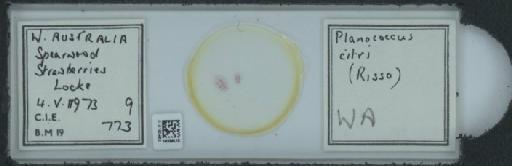Planococcus citri Risso, 1813 - 010150462_117588_1101300