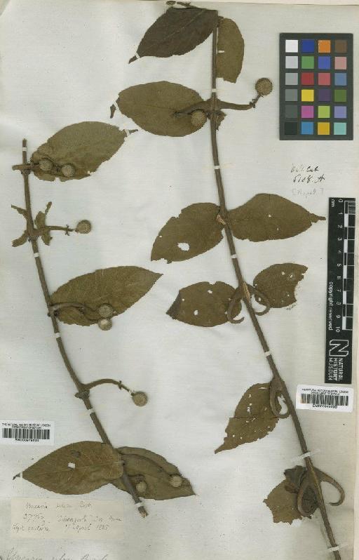 Uncaria scandens (Sm.) Hutch - BM000945034