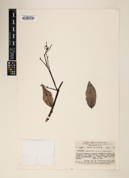 Dalrympelea papuana - 000521079