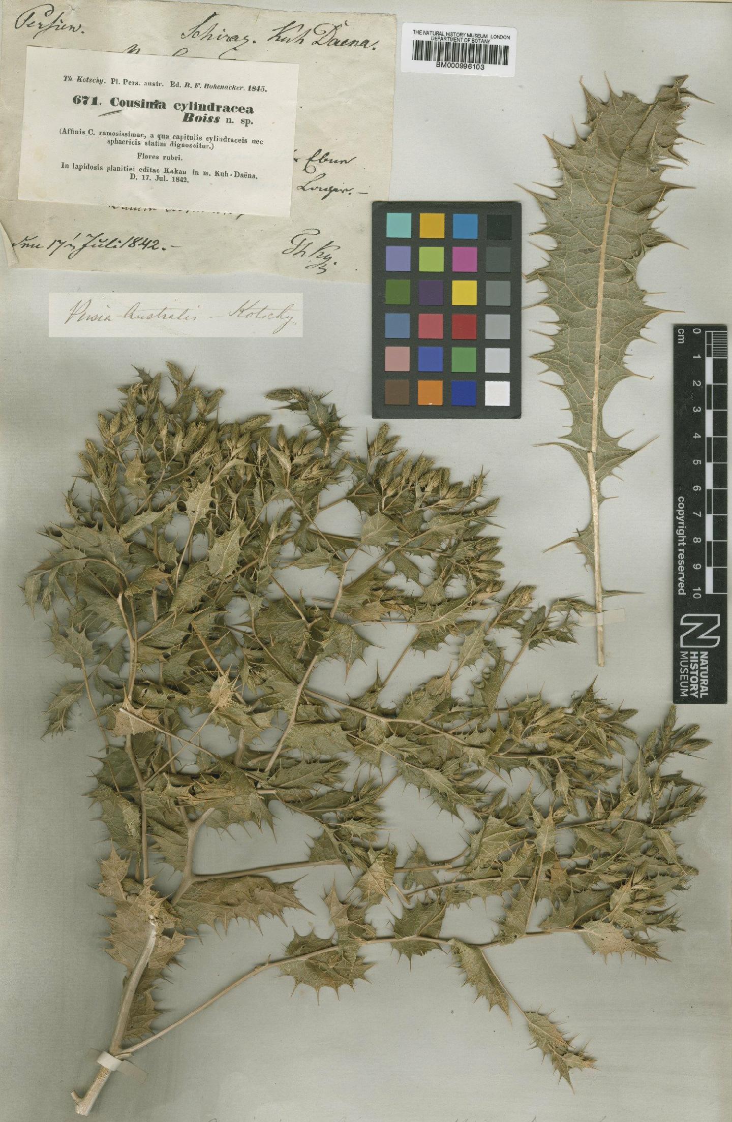 To NHMUK collection (Cousinia cylindracea Boiss.; Isotype; NHMUK:ecatalogue:475681)
