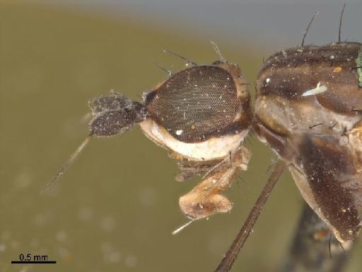 Calobata apicalis Walker & Walker, 1849 - Calobata apicalis NHMUK010240947 holotype female head left lateral