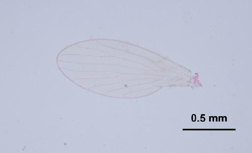 Trichomyia crucis Duckhouse, 1978 - Trichomyia_crucis-010210255-wing-64_0x-scale